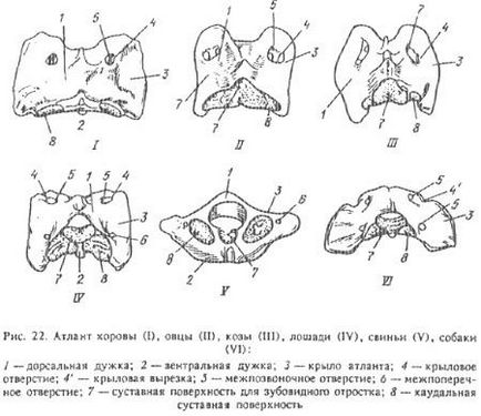 Structura vertebrelor și toracelui la animalele domestice (partea 1) - toate despre veterinar