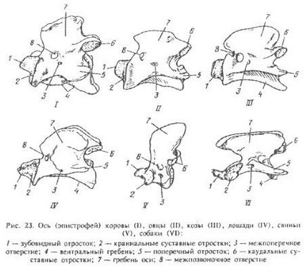 Structura vertebrelor și toracelui la animalele domestice (partea 1) - toate despre veterinar