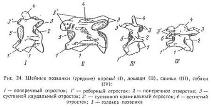 Structura vertebrelor și toracelui la animalele domestice (partea 1) - toate despre veterinar