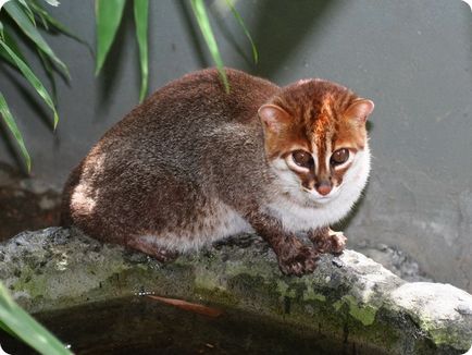 Lapos fejű macska (lat (Zoo) Lapos fejű macska (latin: