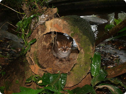 Суматранський кіт (лат