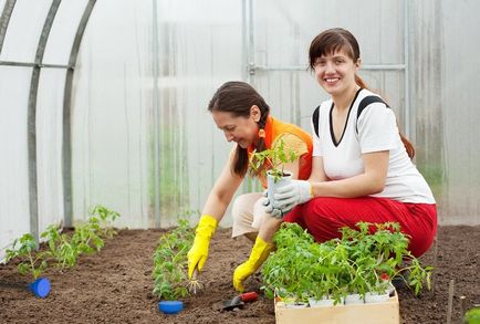 Схема посадки томатів у теплиці 3х6 як садити помідори