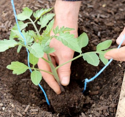 Schema de plantare a tomatelor într-o seră 3x6 cum să plantezi roșiile