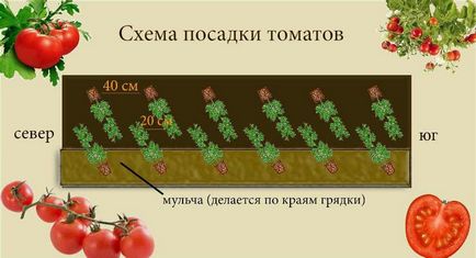 Schema de plantare a tomatelor într-o seră 3x6 cum să plantezi roșiile