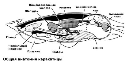 Тактика захисту морських тварин