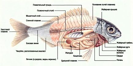 Tactica de protecție a animalelor marine