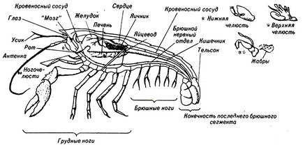 Тактика захисту морських тварин