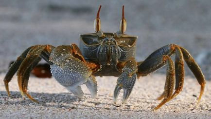 Tactica protecției animalelor marine