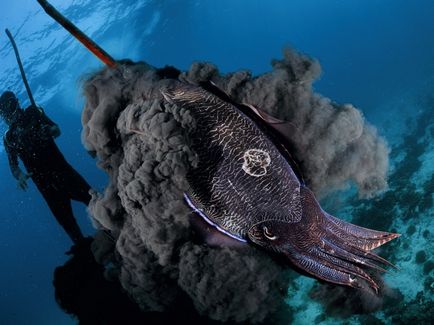 Tactica protecției animalelor marine