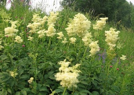 Meadowsweet hasznos tulajdonságokat és ellenjavallatok