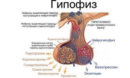 Temperatura și umflarea corpului cu hipotiroidism