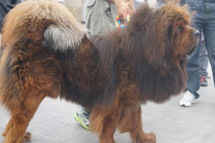 Tibetan Mastiff Caracteristicile rasei