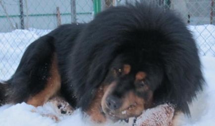 Tibetan Mastiff Caracteristicile rasei