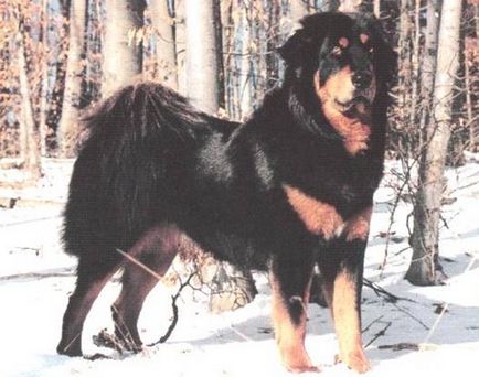 Tibetan Mastiff Caracteristicile rasei