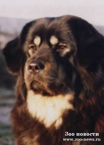 Tibetan Mastiff Caracteristicile rasei