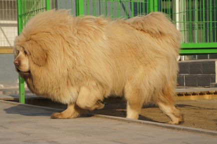 Tibetan Mastiff Caracteristicile rasei