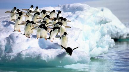 Те, що ви ще не знали про пінгвінів