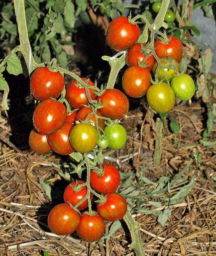 Tomatele din zebră