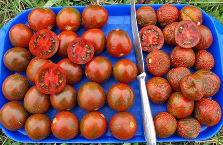 Tomatele din zebră