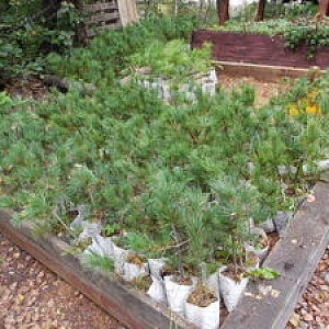 Tomat - zebră verde - (10 semințe)