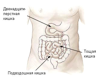 Intestine subțire