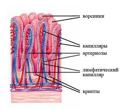 Intestine subțire