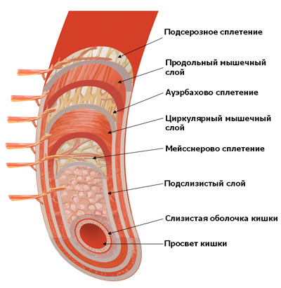 Intestine subțire