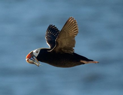 Топорок (fratercula cirrhata) опис, харчування, види, фото