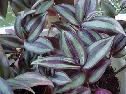 Tradescantia - specii, îngrijire, verde