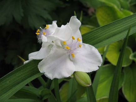 Tradescantia - specii, îngrijire, verde