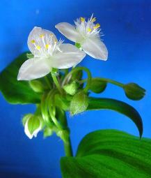 Tradescantia - típusok, gondoskodás, Greenhome