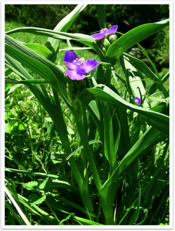 Tradescantia - specii, îngrijire, verde