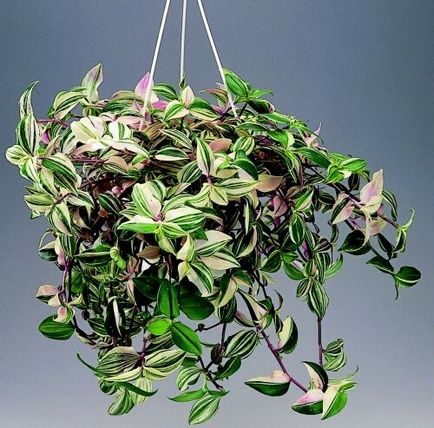 Tradescantia - specii, îngrijire, verde