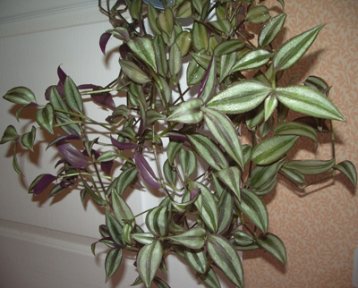 Tradescantia - specii, îngrijire, verde