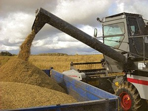 Transportor de șuruburi de cereale, curele și pneumatice - analiza caracteristicilor și a prețurilor pentru ele