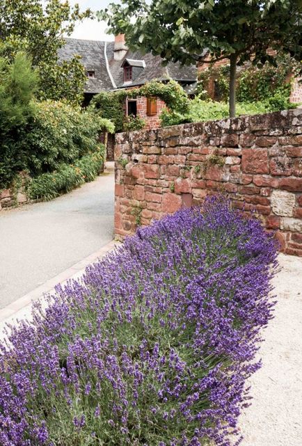 Plante medicinale de origine Provence și altceva - la lavanda