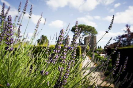 Plante medicinale de origine Provence și altceva - la lavanda