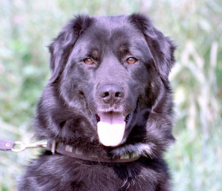 Tuvan ciobanesc - un câine de pază Tuva, un câine de păstor aboriginal, kadarchy yt