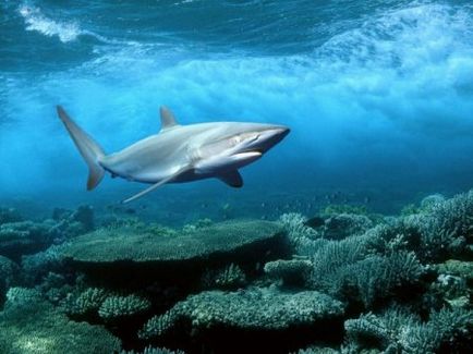 Oamenii de stiinta au descoperit cum rechinii si zgarieturile se simt prada lor - principala domiciliu si lume