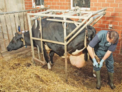 Îngrijirea copitelor de bovine, o revistă despre apk