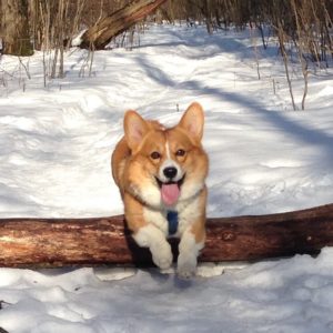 Care Corgi - én Corgi (Pembroke) Care Corgi - én corgi