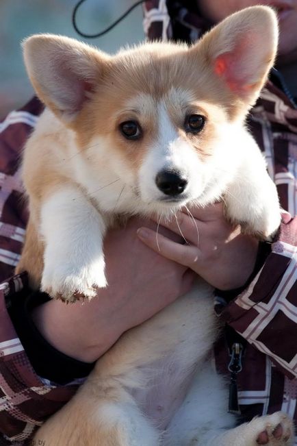 Gondozása egy kiskutya corgi származó baba felnőtt