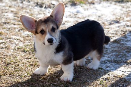 Gondozása egy kiskutya corgi származó baba felnőtt