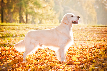 Îngrijirea parului de aur retriever al câinilor din rasa - retriever de aur