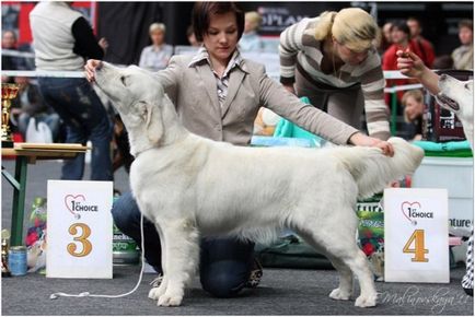 Îngrijirea parului de aur retriever al câinilor din rasa - retriever de aur