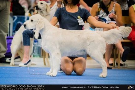 Ápolás arany retriveravse a kutyák - golden retriever