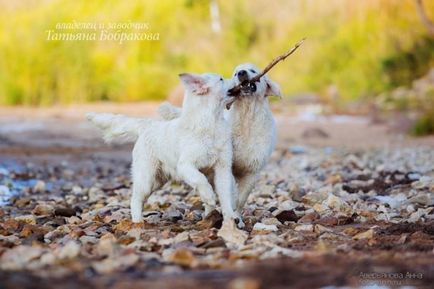 Îngrijirea parului de aur retriever al câinilor din rasa - retriever de aur