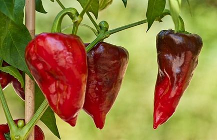 Care édes paprika a kertben