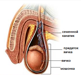 Urotul scrot