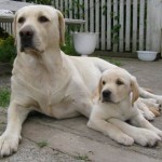 Herpes vakcina kutyák - garantálja a sikeres tenyésztés, kutya kennel - labrador